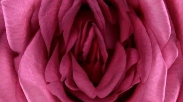 Kundalini Activation Rose